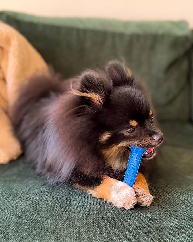Nylabone Textured Dental Bone Flexi Chew Toy for Dogs, Dog Toys for Moderate Chewers, Chicken Flavor, X-Small - Up to 15 lbs, 1 Count