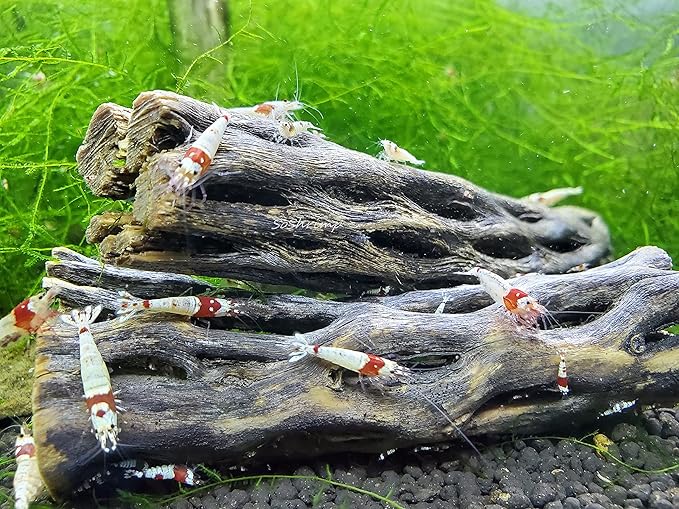 Natural Cholla Wood for Aquarium Decoration Shrimp and Fish Tank (4 Inch (3 Pack))