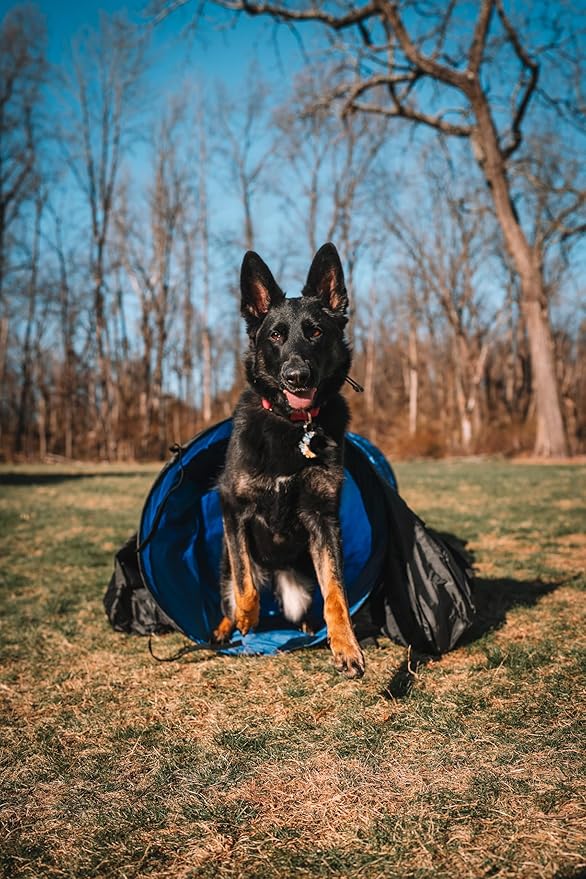 Better Sporting Dogs 16 Foot Dog Agility Tunnel with Sandbags | Dog Agility Equipment | Dog Agility Training