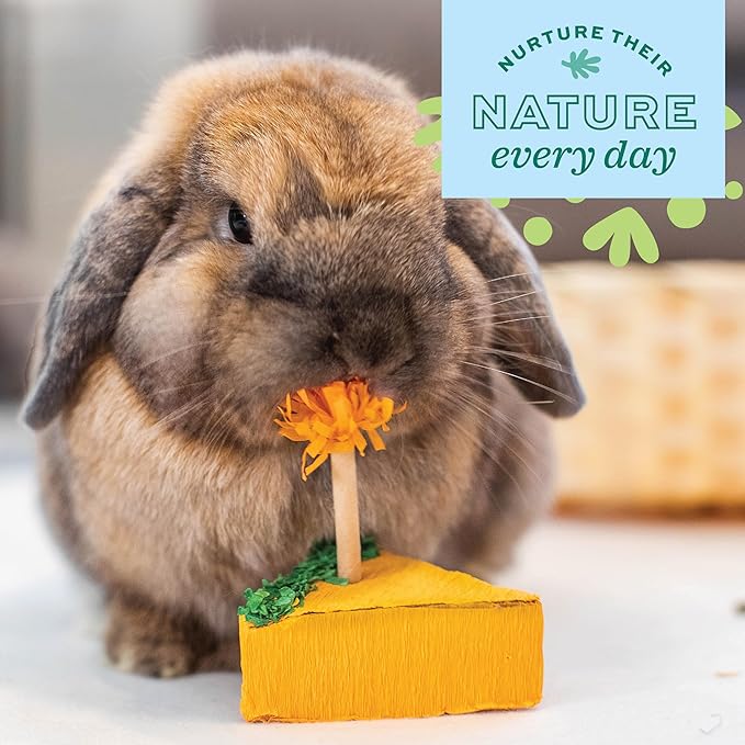 Oxbow Enriched Life Birthday Party Pack, Rabbit & Guinea Pig Toys, Enrichment Pack for Bunny, Hamster, Rabbit, Chinchilla, Rat, Chinchilla Cage Accessories, Guinea Pig Accessories for Cage