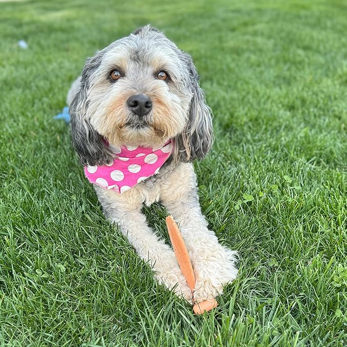 SPOT Bam-Bones Fish - Made with Strong Bamboo Fiber, Durable Long Lasting Dog Bone for Light to Moderate Chewers, Great Chew Toy for Adult Dogs & Teething Puppies Under 30lbs, 5.5in, Salmon Flavor