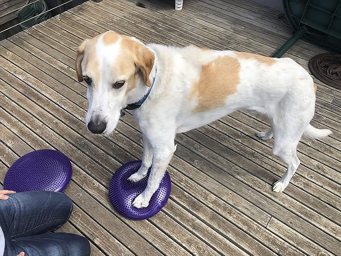 Dog Balance Disc Cushion 14" - With 2 Exercises and Pump - Dog rehab Exercise Strength Endurance Conditioning Fitness Flexibility Rehabilitation Physical Training Tool for Senior Dogs