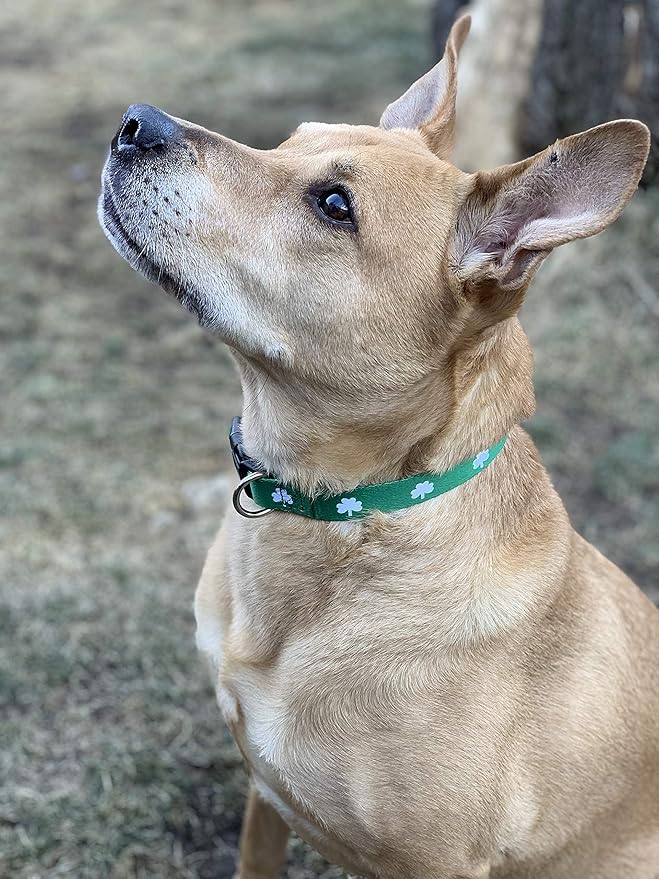 Native Pup St Patricks Dog Collar- Saint Patrick Green Shamrock Pet Collars- St. Patrick’s Lucky Irish- Cute Boy Girl Puppy Gift- Adjustable for Small, Medium, Large Breeds (Shamrock, Large)