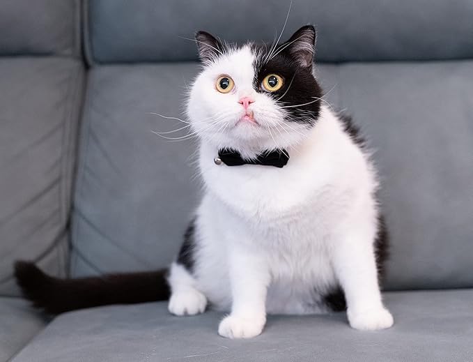 Collar for Cat Pet Breakaway with Bell Bowtie Detachable Bow Adjustable Safety Kitten Puppy Girl Boy 2pcs Plaid & Solid-Black
