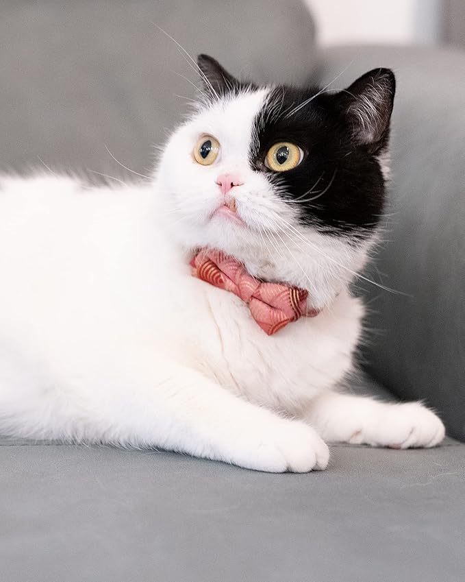 Collar for Cat Pet Breakaway with Bell Bowtie Detachable Bow Adjustable Safety Kitten Puppy Girl Boy 2pcs Kimono-Blue & Pink