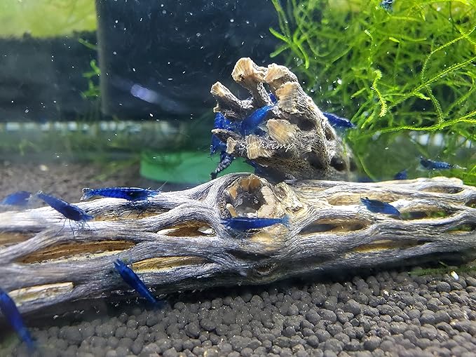 Natural Cholla Wood for Aquarium Decoration Shrimp and Fish Tank (6 Inch (5 Pack))