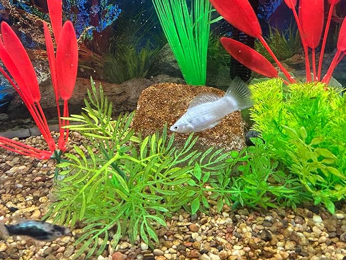 Aquarium Stone for Natural Water Clarification and Odor Removal Featuring Beneficial Bacteria (Small)