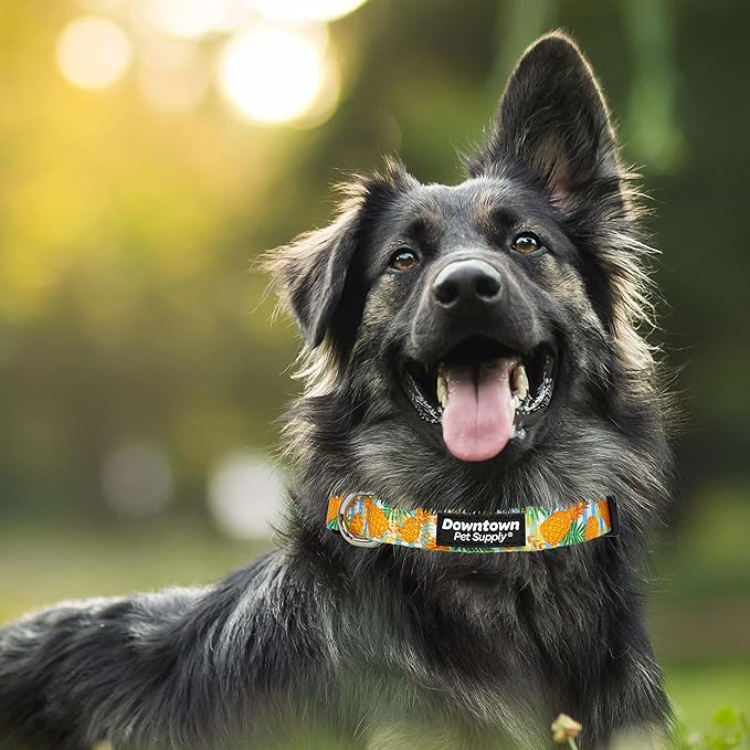 Downtown Pet Supply - Best & Fancy Dog Collar - Lightweight Adjustable with Quick Buckle & D-Ring - Hand Wash Safe - Pineapple - M - Medium