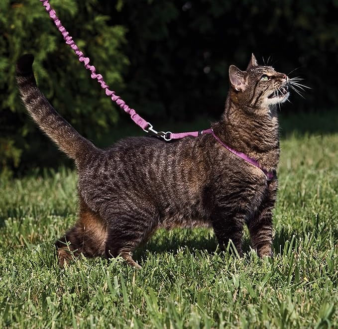 PetSafe Come With Me Kitty Cat Harness & Bungee Leash - Comfortable Cat Harness with Lightweight Bungee Leash for Outdoor Fun - More Secure Walks - Large - Dusty Rose