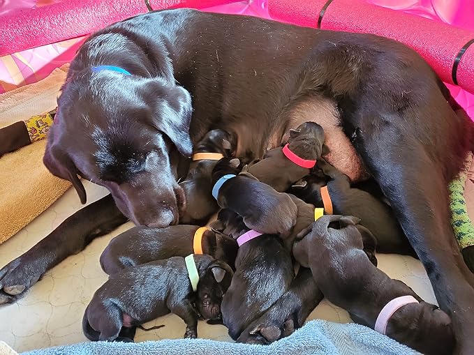 GAMUDA 15Pcs Newborn Puppy Collars, Super Soft Nylon Adjustable Whelping ID Bands, Assorted Colors Litter Identification Set with 6 Record Keeping Charts