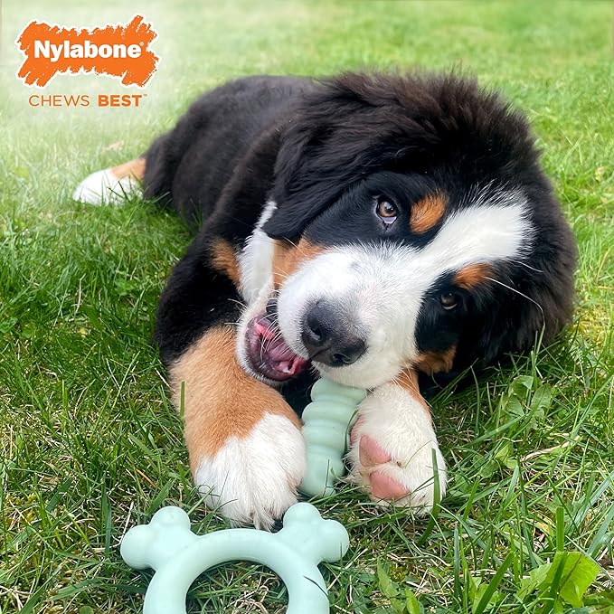 Nylabone Sensory Material Soothing Puppy Chew Toy Ring, Toys for Teething Puppies, Chicken Flavor, Small - Up to 25 lbs, 1 Count