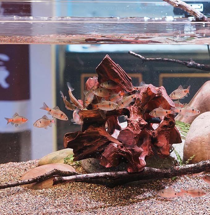 Natural Wood Aquarium Cave Betta Fish Hideout for Aquarium Fish Tank Decorations-Reptile Hide-Snake Hide-Cave for Cichlids Habitat Shelter for Crayfish Shrimp and Other Aquatic Pets 9-11.8"
