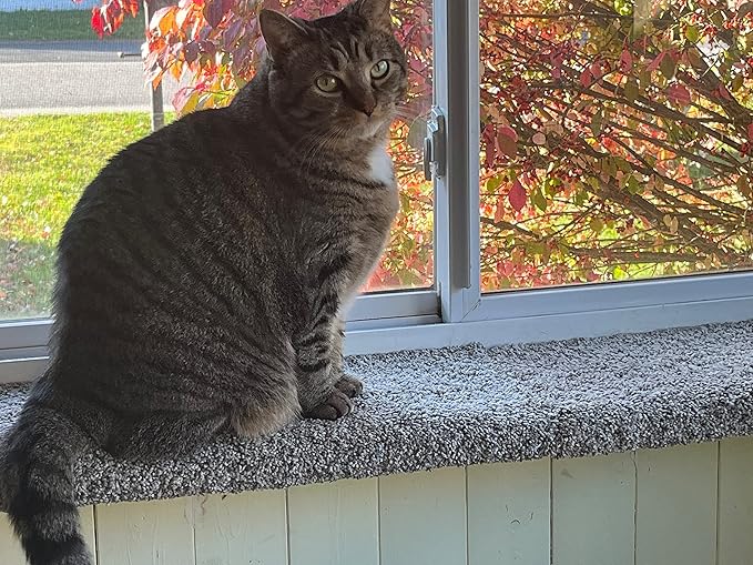 Purrched Cat Window Perch (24 Inch)