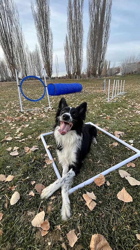 Better Sporting Dogs Premium Starter Dog Agility Set w/Safety-Focused Features | 5Pc Agility Kit | Bar Jump w/Cup Strips | Breakaway Tire Jump | Weave Poles | 10’ Tunnel & Sandbags | Pause Box