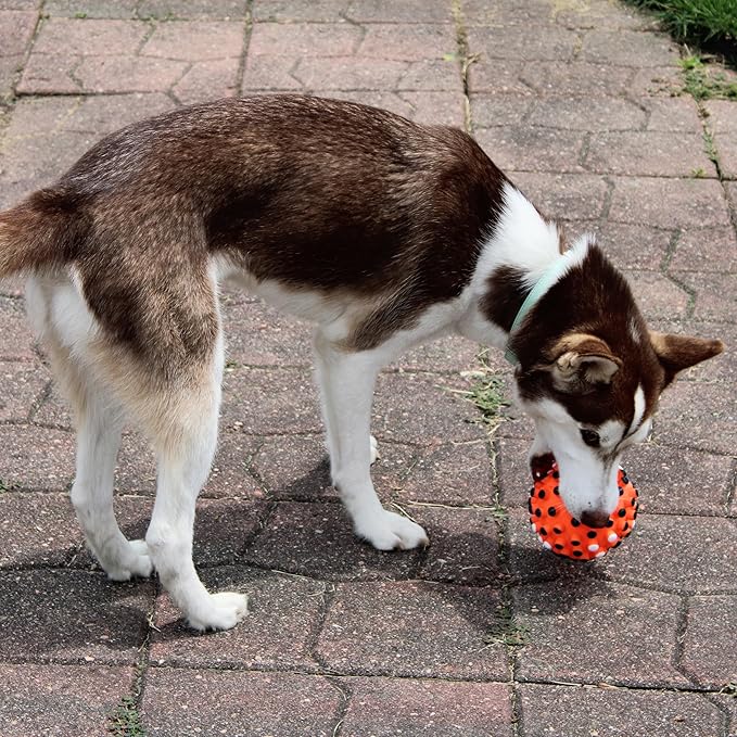 SPOT Vinyl Gumdrop Ball Dog Toy with Squeaker - Colorful and Interactive Dog Chew Toy, Floats in Water, Made from Durable, Non-Toxic Natural Rubber, Great for Dogs and Puppies, 5in, Assorted Colors
