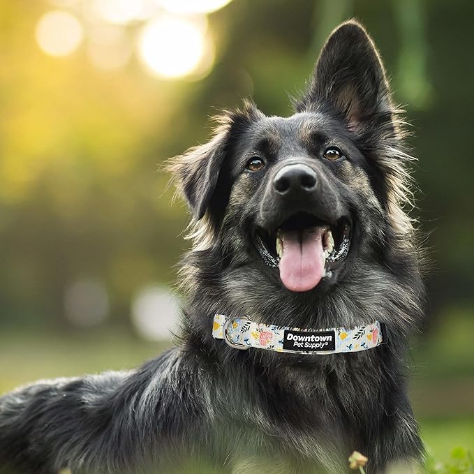 Downtown Pet Supply - Best & Fancy Dog Collar - Lightweight Adjustable with Quick Buckle & D-Ring - Hand Wash Safe - Floral - Medium