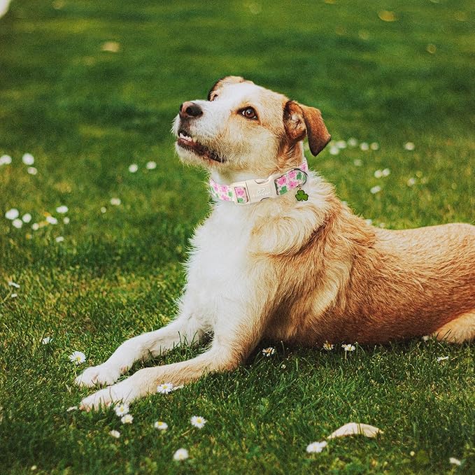St Patricks Day Dog Collar for Large Dogs - Cute Light Pink Shamrock Girl Dog Collars, Adjustable Irish Clover Puppy Collar with Quick Release Buckle L