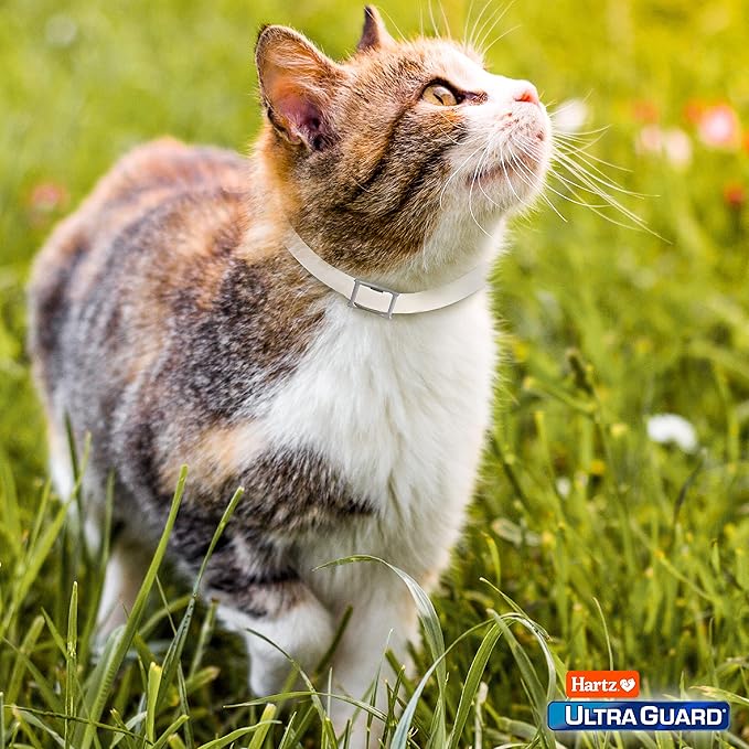 Hartz UltraGuard Flea & Tick Collar for Cats and Kittens,7 Month Flea and Tick Protection-and Prevention,White,(Pack of 2)