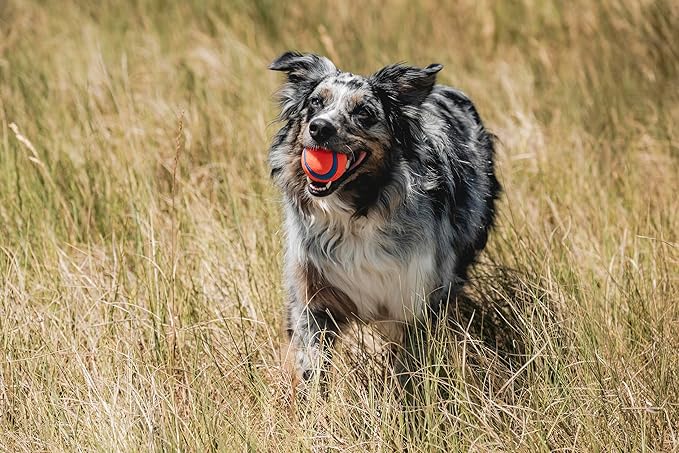 Chuckit! Ultra Ball Dog Toy - Medium Bouncy Fetch Balls for Dogs 20-60 lbs - Made from Durable Rubber - Floating Water Pet Toys - Size Medium - 2.5-inch Diameter -,2 Count (Pack of 3)