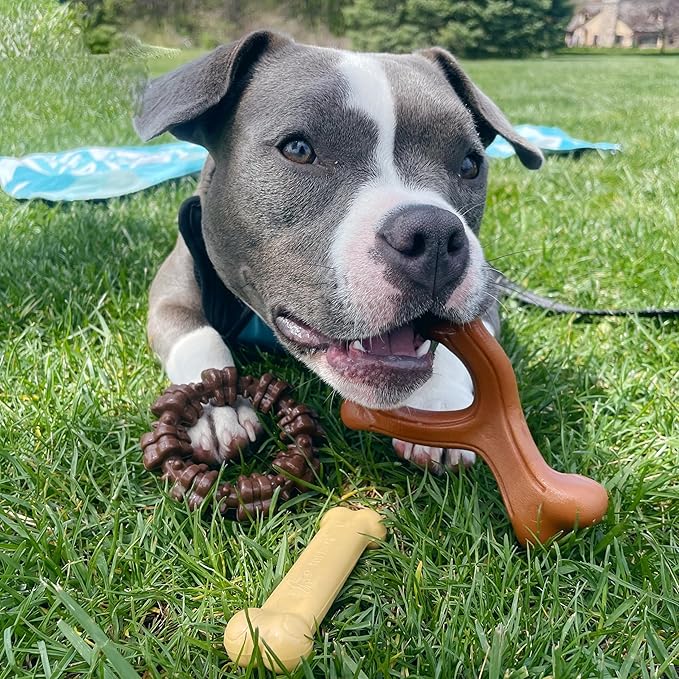 Nylabone Customer Favorites Power Chew Toy Bundle for Dogs, Indestructible Dog Toys for Aggressive Chewers, Pack of 3 Dog Toys, Flavor Medley, Small Dogs - Up to 25 lbs, 3 Pack