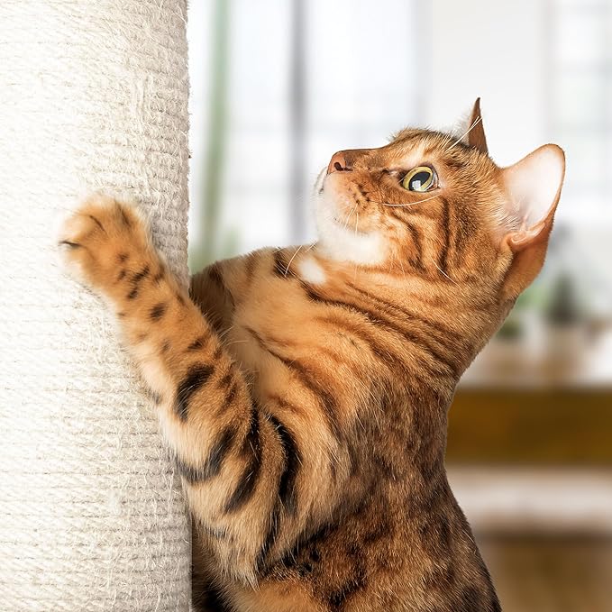 19-Inch Cat Scratching Post with Hammock ? Sisal Fabric and Carpet Small Cat Tree, Hanging Ball Toy for Adult Cats and Kittens by PETMAKER (White)