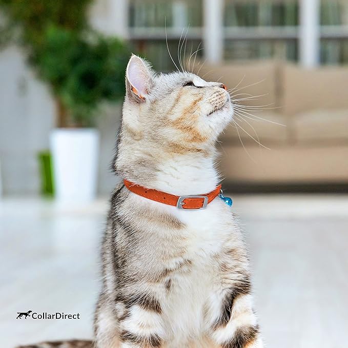CollarDirect Leather Cat Collar, Kitten Collar with Removable Bell Black Blue Red Orange Lime Green (6-7 Inch, Orange)