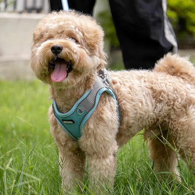 AIITLE Easy Walk Dog Harness and Leash Set - Pet Supply No Pull, Step in Adjustable Dog Harness with Padded Vest for All Weather, Dog Harness No Choke Over, Easy to Put on Medium Dogs Blue L