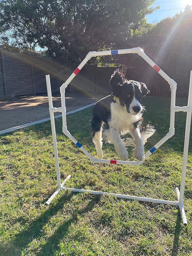 The Dog Agility Shop Dog Jump - Practice Tire/Hoop Jump - PVC Material - 29 Inch Diameter