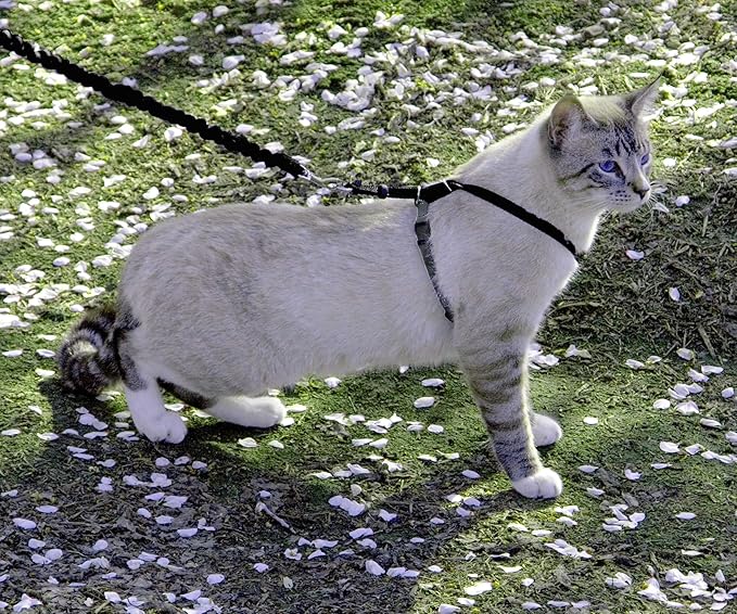 PetSafe Come With Me Kitty Cat Harness & Bungee Leash - Comfortable Cat Harness with Lightweight Bungee Leash for Outdoor Fun - More Secure Walks - Medium - Black