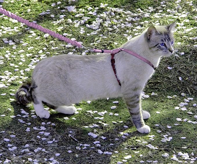 PetSafe Come With Me Kitty Cat Harness & Bungee Leash - Comfortable Cat Harness with Lightweight Bungee Leash for Outdoor Fun - More Secure Walks - Medium - Dusty Rose
