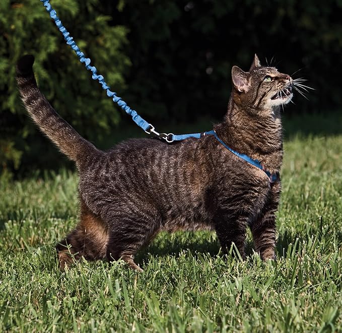 PetSafe Come With Me Kitty Cat Harness & Bungee Leash - Comfortable Cat Harness with Lightweight Bungee Leash for Outdoor Fun - More Secure Walks - Medium - Royal Blue