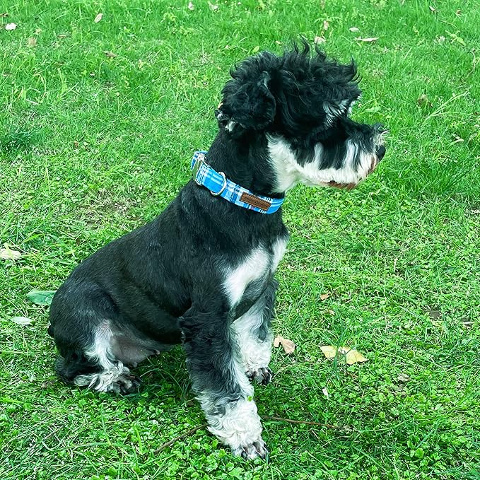 Unique Style Paws Dog Collar with Metal Buckle - Blue Plaid Collar Gift for Small, Medium & Large Dogs