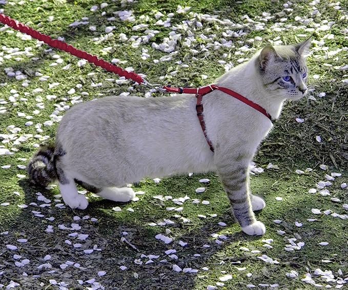 PetSafe Come With Me Kitty Cat Harness & Bungee Leash - Comfortable Cat Harness with Lightweight Bungee Leash for Outdoor Fun - More Secure Walks - Large - Red