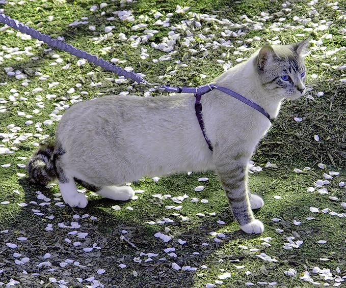 PetSafe Come With Me Kitty Cat Harness & Bungee Leash - Comfortable Cat Harness with Lightweight Bungee Leash for Outdoor Fun - More Secure Walks - Medium - Lilac